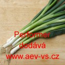 Cibule zimn&iacute; naťov&aacute; Performer