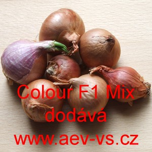 Cibule &scaron;alotka hybridn&iacute; Colour F1 Mix