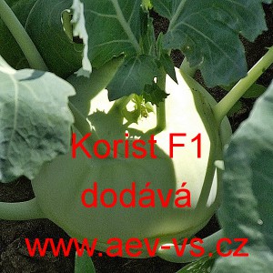 Kedluben b&iacute;l&yacute; hybridn&iacute; Korist F1