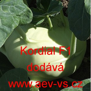 Kedluben b&iacute;l&yacute; hybridn&iacute; Kordial F1