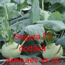 Kedluben b&iacute;l&yacute; hybridn&iacute; Segura F1