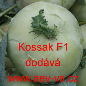 Kedluben b&iacute;l&yacute; hybridn&iacute; Kossak F1