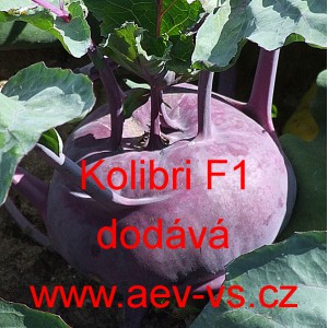 Kedluben modr&yacute; hybridn&iacute; Kolibri F1