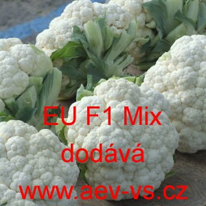 Květ&aacute;k hybridn&iacute; "celoročn&iacute;" zahraničn&iacute; EU F1 Mix