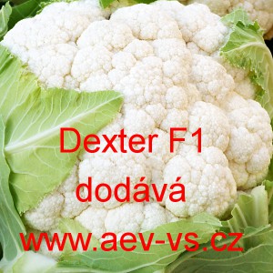 Květ&aacute;k hybridn&iacute; Dexter F1