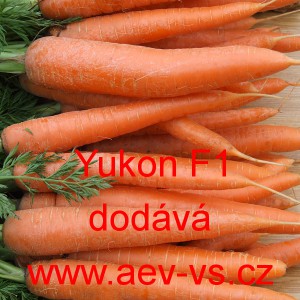 Mrkev obecn&aacute; hybridn&iacute; Yukon F1