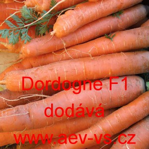 Mrkev obecn&aacute; hybridn&iacute; Dordogne F1