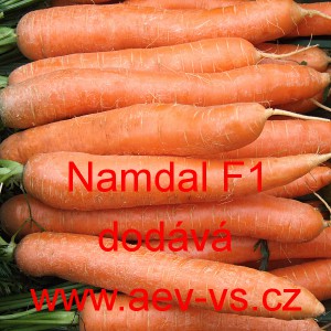 Mrkev obecn&aacute; hybridn&iacute; Namdal F1