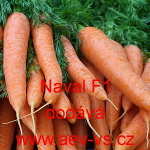Mrkev obecn&aacute; hybridn&iacute; Naval F1