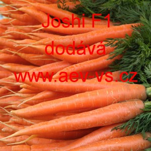 Mrkev obecn&aacute; hybridn&iacute; Joshi F1