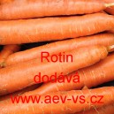 Mrkev obecn&aacute; Rotin
