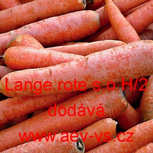 Mrkev obecn&aacute; Lange rote stumpfe ohne Herz 2