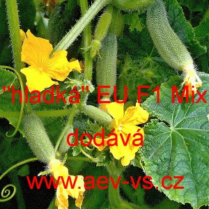 Okurka set&aacute; nakl&aacute;dačka hybridn&iacute; partenokarpick&aacute; i do f&oacute;liovn&iacute;ku "Hladk&aacute;" EU F1 Mix