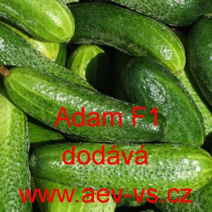 Okurka set&aacute; nakl&aacute;dačka hybridn&iacute; partenokarpick&aacute; Adam F1