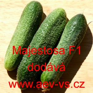 Okurka set&aacute; nakl&aacute;dačka hybridn&iacute; partenokarpick&aacute; Majestosa F1