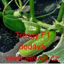 Okurka set&aacute; nakl&aacute;dačka hybridn&iacute; partenokarpick&aacute; Trilogy F1