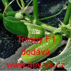 Okurka set&aacute; nakl&aacute;dačka hybridn&iacute; partenokarpick&aacute; Trilogy F1