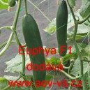 Okurka set&aacute; sal&aacute;tov&aacute; hybridn&iacute; "hadovka" do sklen&iacute;ku Euphya F1