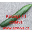 Okurka set&aacute; sal&aacute;tov&aacute; hybridn&iacute; "hadovka" do sklen&iacute;ku Kalunga F1