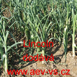 P&oacute;r zahradn&iacute; Lincoln