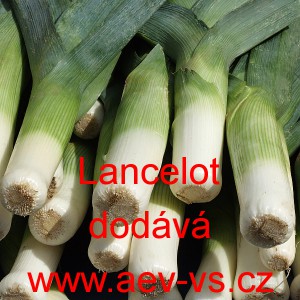 P&oacute;r zahradn&iacute; Lancelot