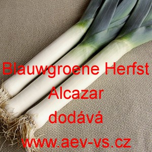 P&oacute;r zahradn&iacute; Blauwgroene Herfst/Alcazar