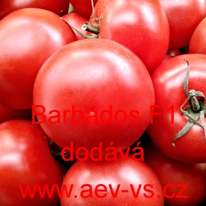 Rajče tyčkov&eacute; hybridn&iacute; Barbados F1