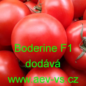 Rajče tyčkov&eacute; hybridn&iacute; Boderine F1