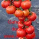 Rajče tyčkov&eacute; hybridn&iacute; Gaheris F1