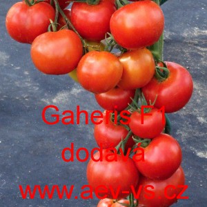 Rajče tyčkov&eacute; hybridn&iacute; Gaheris F1