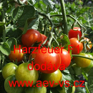 Rajče tyčkov&eacute; hybridn&iacute; Harzfeuer F1