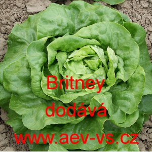 Sal&aacute;t hl&aacute;vkov&yacute; Beduina