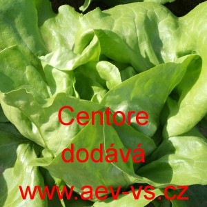 Sal&aacute;t hl&aacute;vkov&yacute; Centore