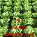 Sal&aacute;t hl&aacute;vkov&yacute; Pia