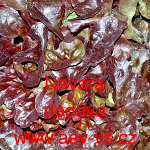 Sal&aacute;t listov&yacute; Navara