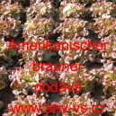 Sal&aacute;t listov&yacute; Amerikanischer brauner