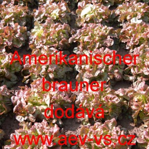 Sal&aacute;t listov&yacute; Amerikanischer brauner