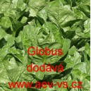 Sal&aacute;t ř&iacute;msk&yacute; Globus