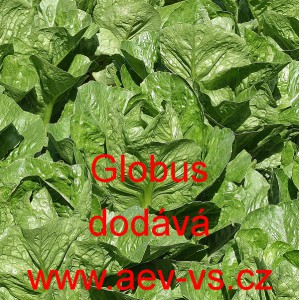 Sal&aacute;t ř&iacute;msk&yacute; Globus