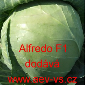 Zel&iacute; hl&aacute;vkov&eacute; b&iacute;l&eacute; hybridn&iacute; Alfredo F1