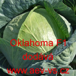 Zel&iacute; hl&aacute;vkov&eacute; b&iacute;l&eacute; hybridn&iacute; Oklahoma F1